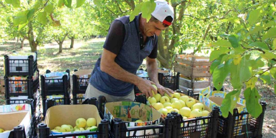 Bu sefer bereketli hasat yok: Zirai don vurdu, ağaçlar meyve vermedi! 5